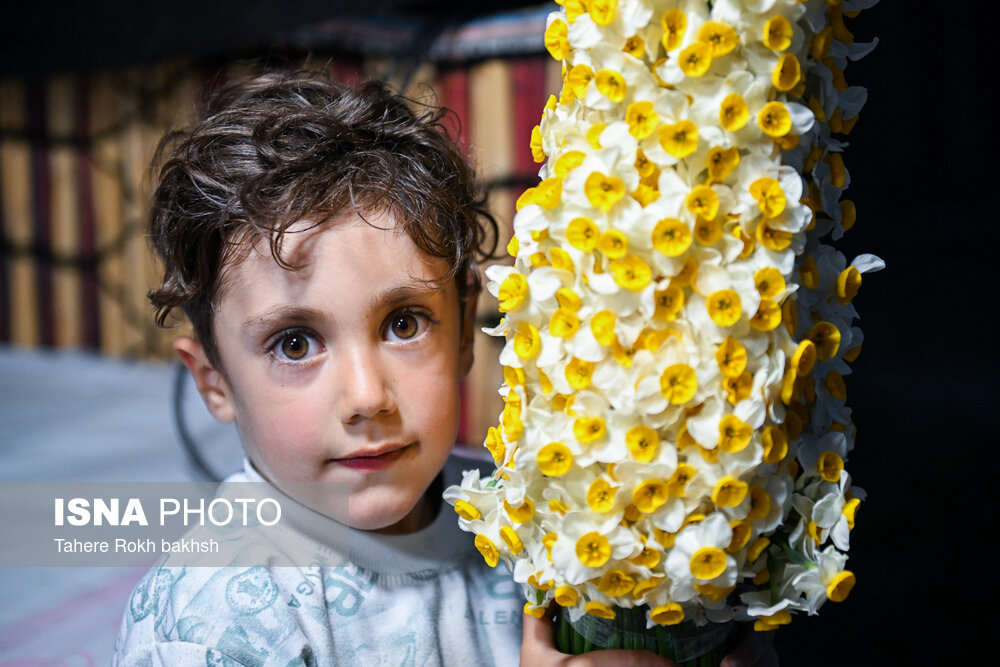 جشنواره گل نرگس