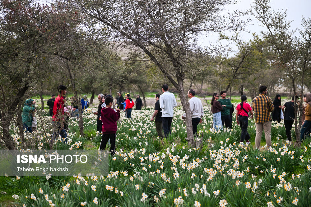 جشنواره گل نرگس