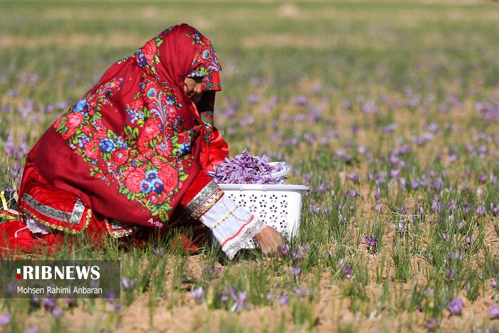 تصاویر | برداشت طلای سرخ در مزارع 9
