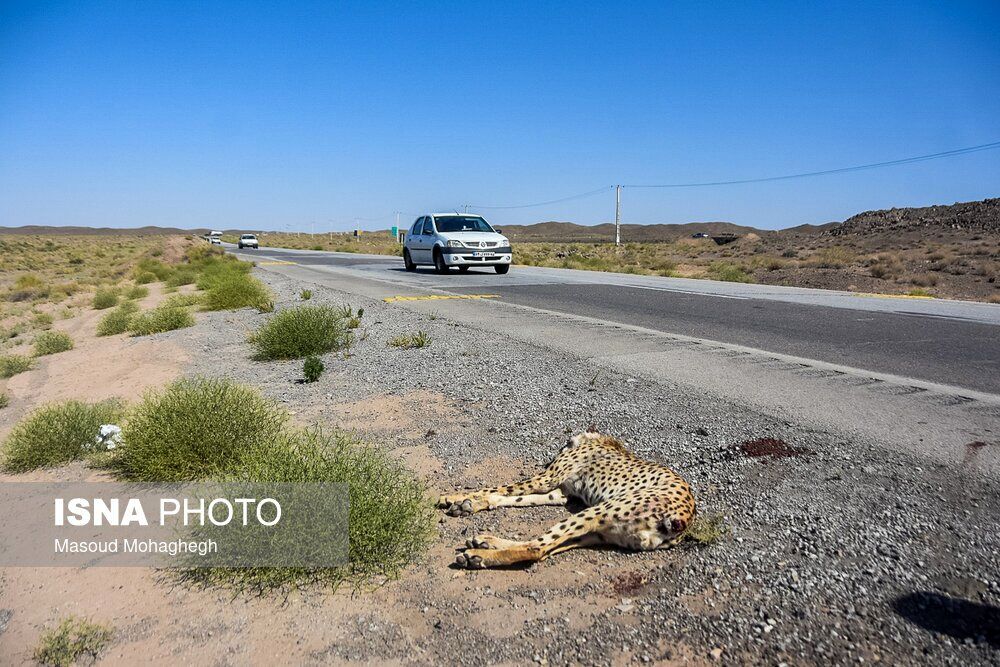 تصاویر: تلف شدن دوباره یوزپلنگ ایرانی در محور میامی _ سبزوار