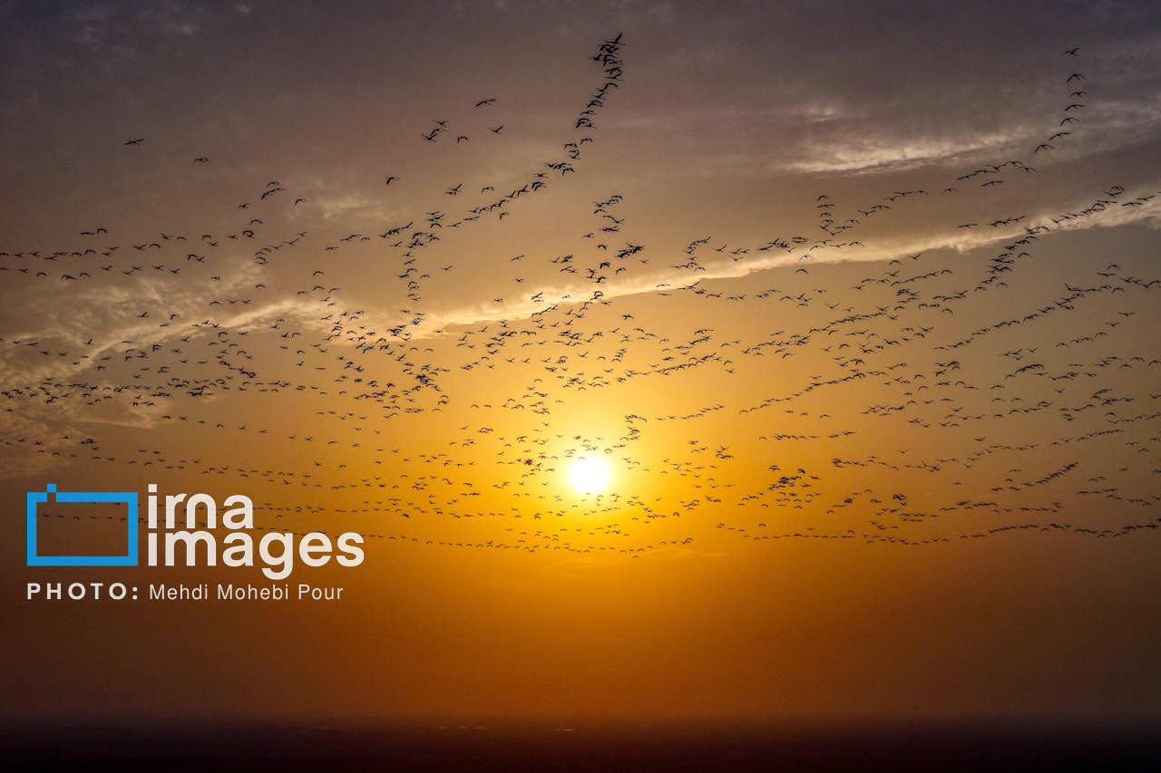 پرندگان مهاجر