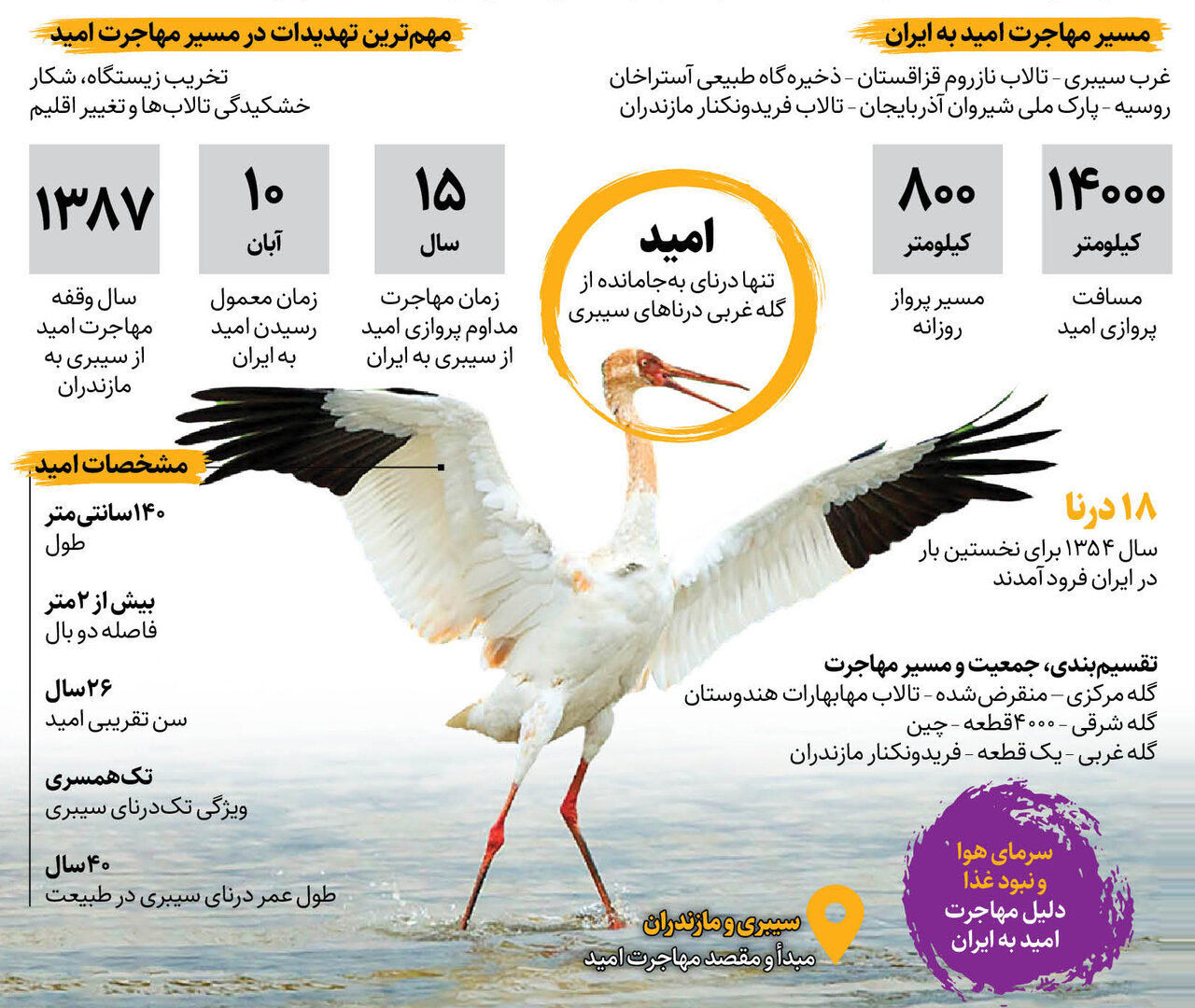 ایران در آرزوی رسیدن «امید» | تنهاترین پرنده جهان به ایران می رسد؟