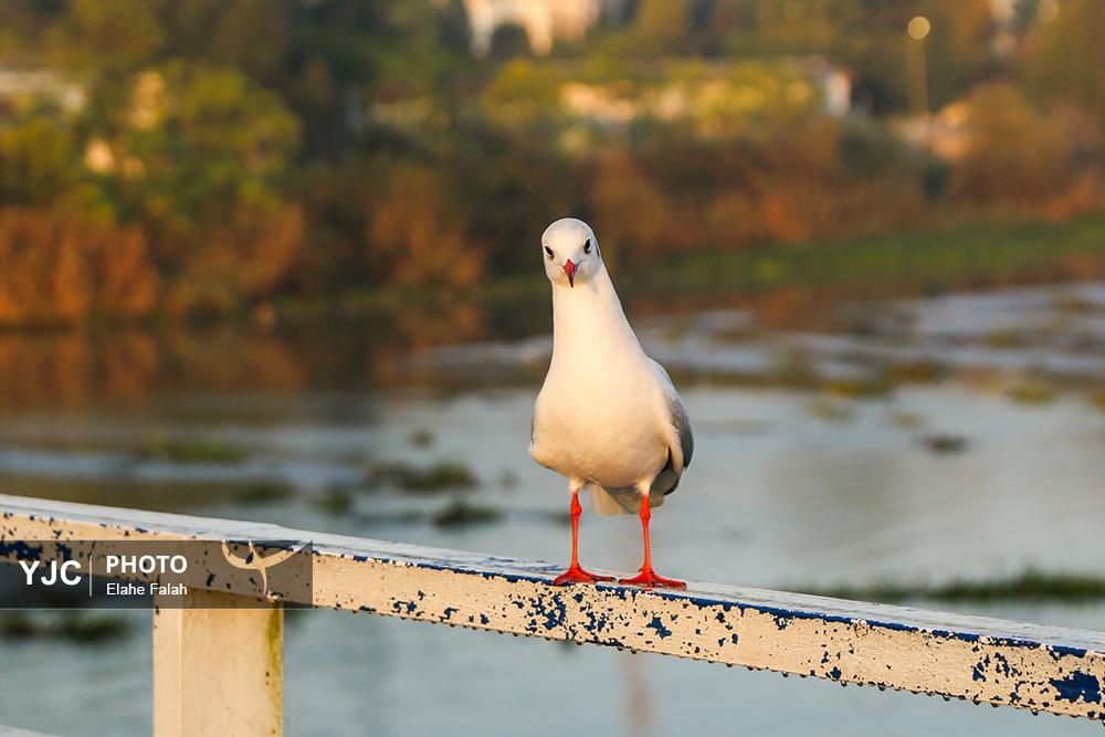 کاکایی های بندرانزلی