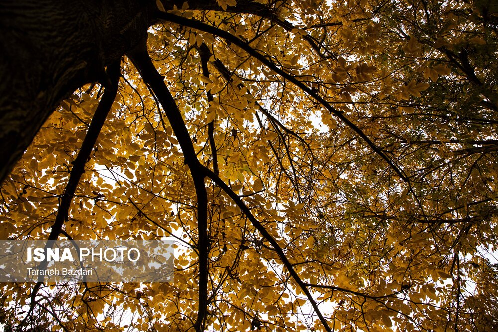 تصاویر | تابلوی زنده پاییز در قلب زاگرس 7