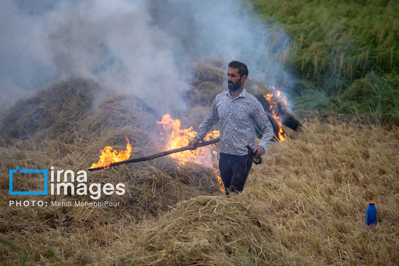 شالیزار