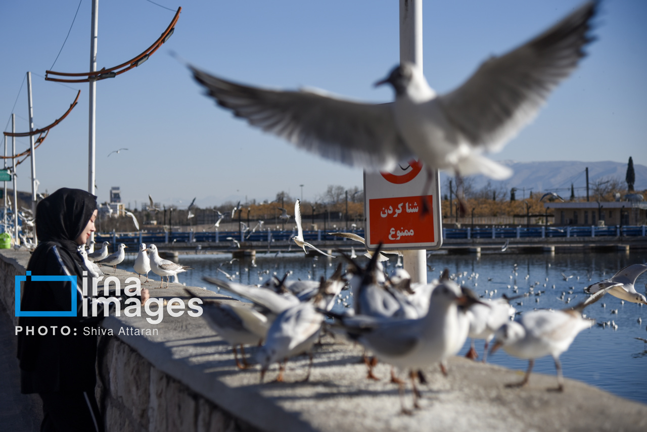 کاکایی ها