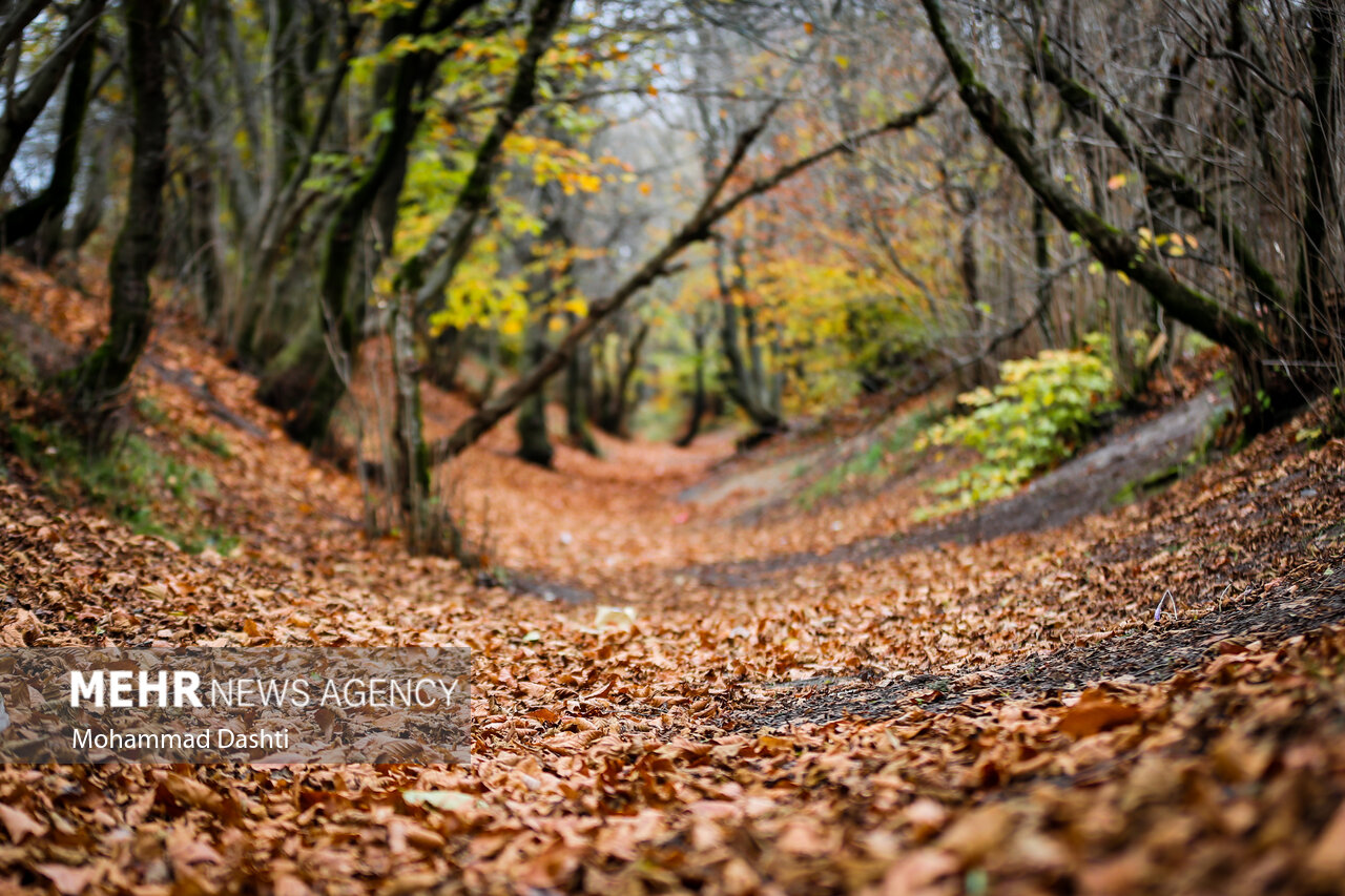 جنگل فندقلو