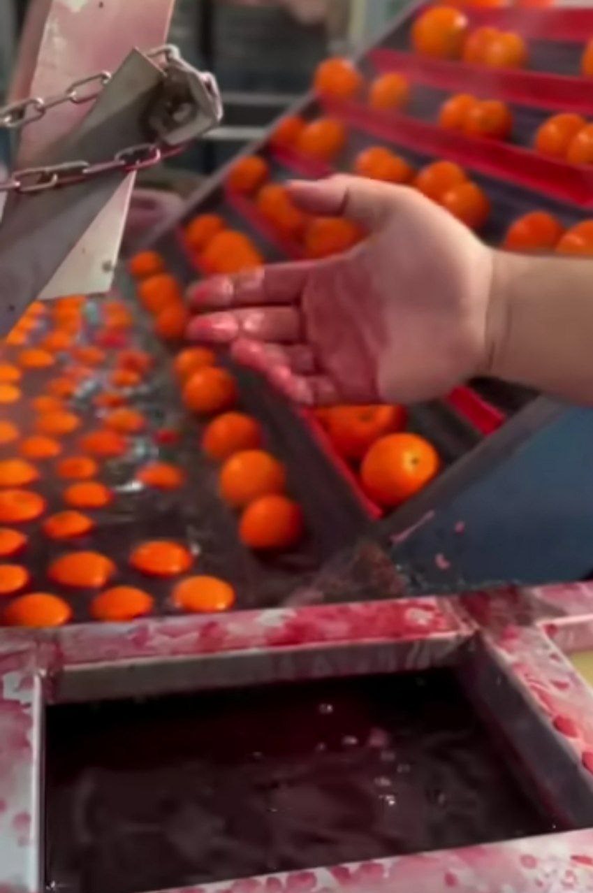 واکنش سازمان غذا و دارو به ویدئوی جنجالی رنگ‌کردن پرتقال‌ها 2