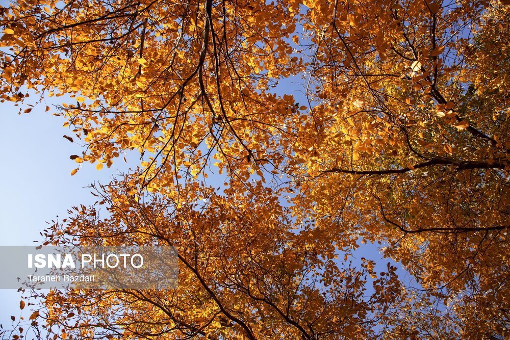 تصاویر | تابلوی زنده پاییز در قلب زاگرس 2
