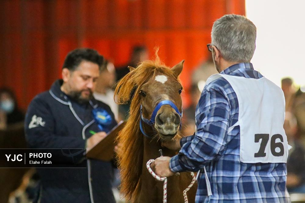 اسب نژاد کاسپین