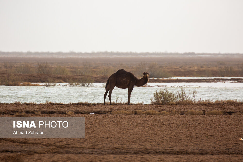 سرشماری پرندگان