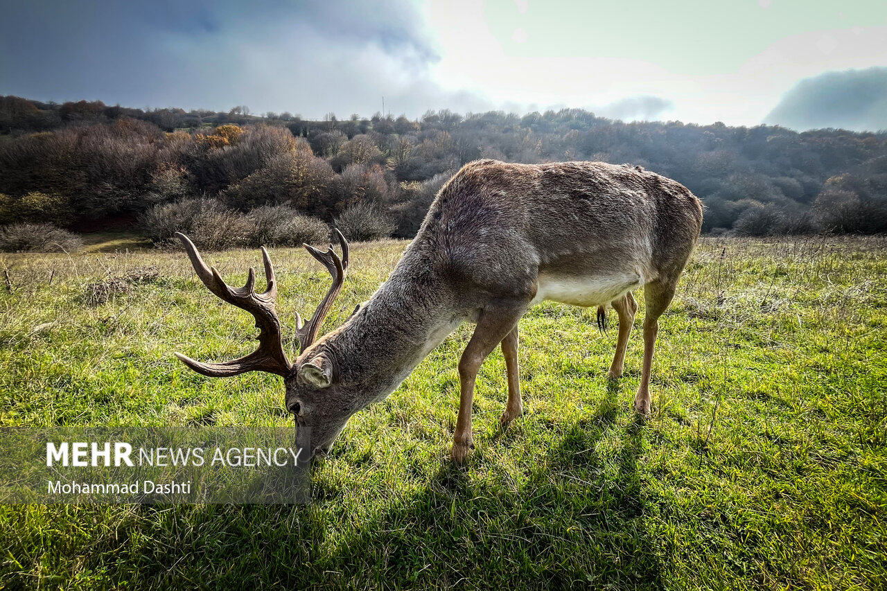 جنگل فندقلو