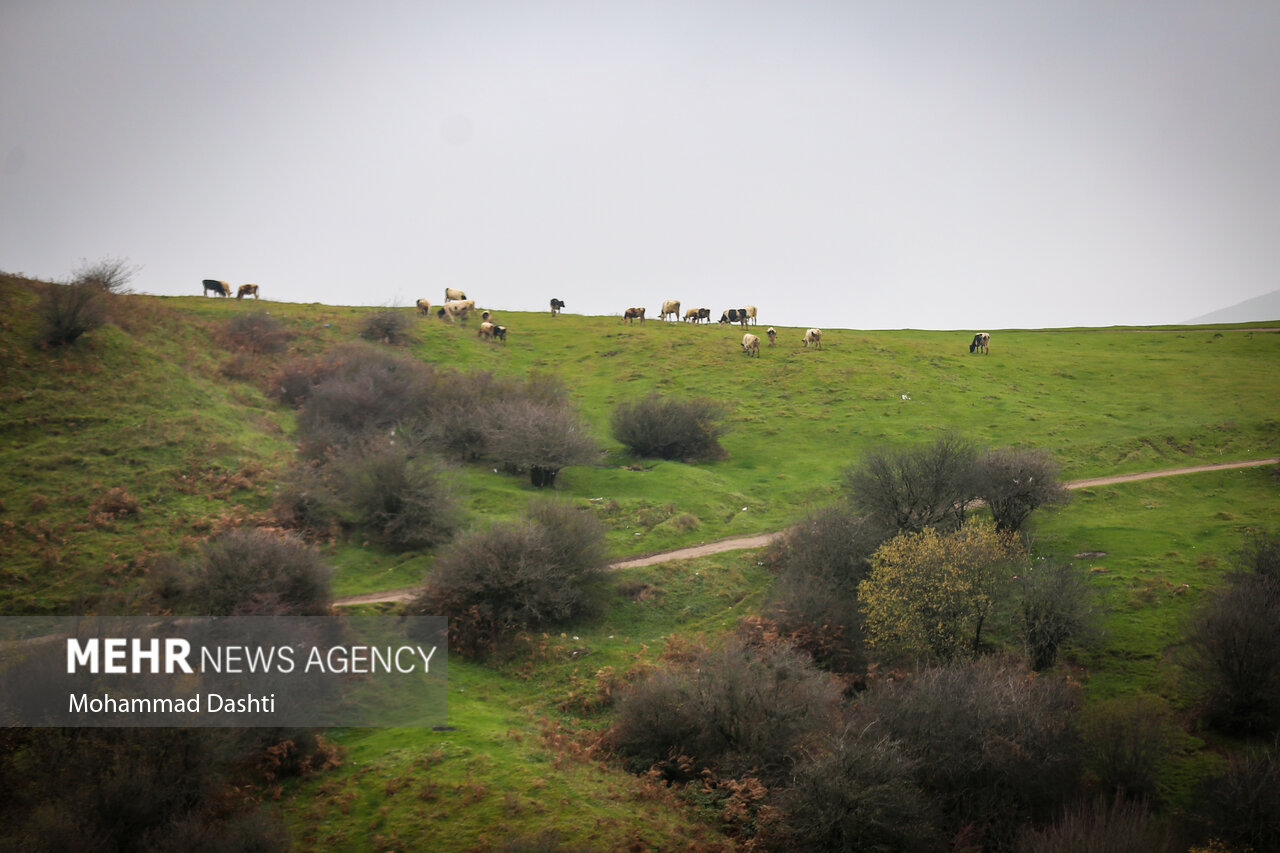 جنگل فندقلو