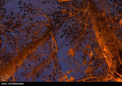 کلاغ ها در خرم آباد