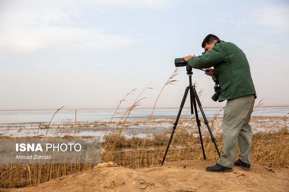 سرشماری پرندگان