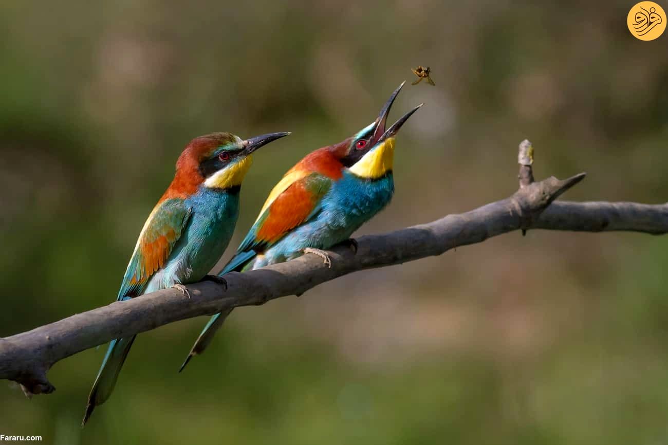 عکس‌ هایی که میخکوب‌تان می‌کند!