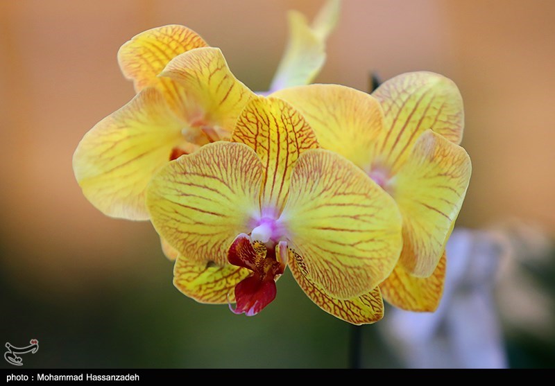 نمایشگاه گل و گیاه