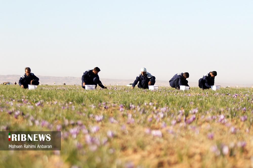 تصاویر | برداشت طلای سرخ در مزارع 5