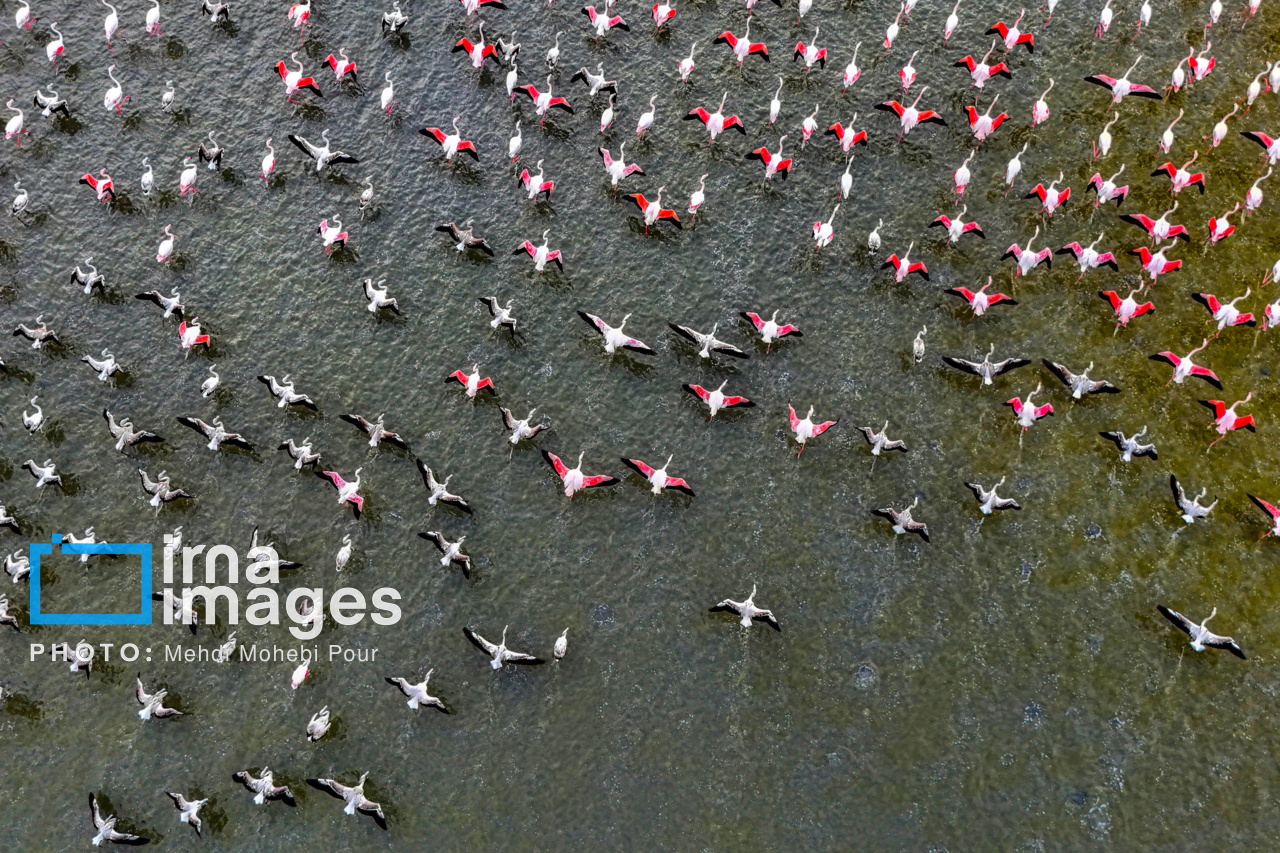 پرندگان مهاجر