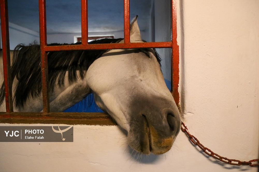 اسب نژاد کاسپین