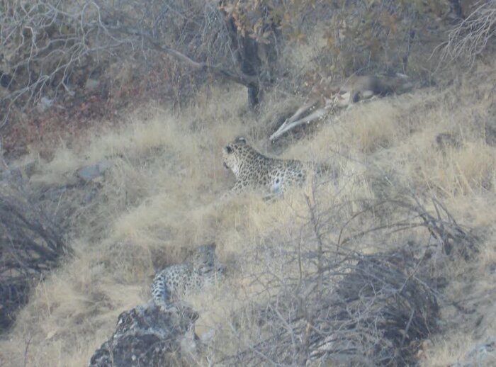 پلنگ ایرانی