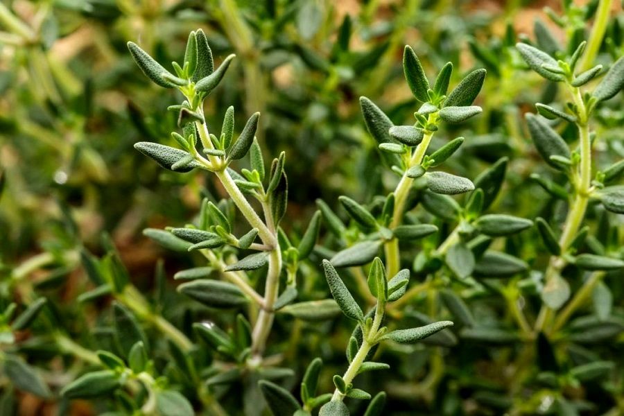 7 گیاه معجزهآسا برای درمان سرماخوردگی و آنفولانزا