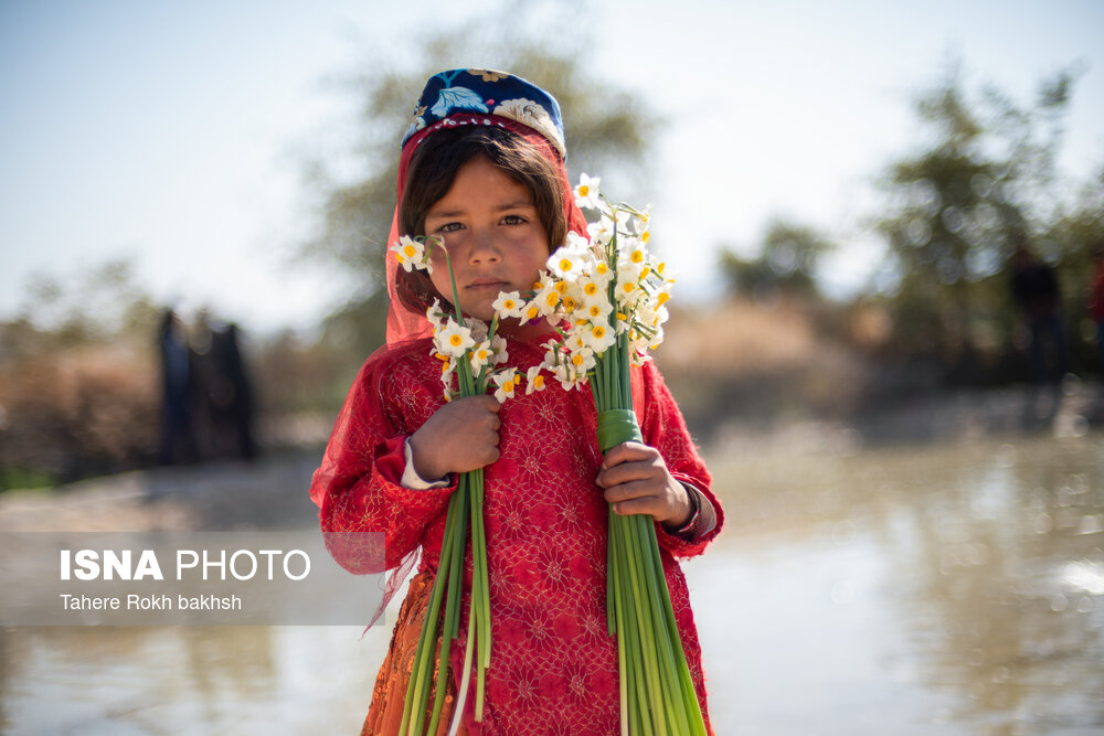 جشنواره گل نرگس