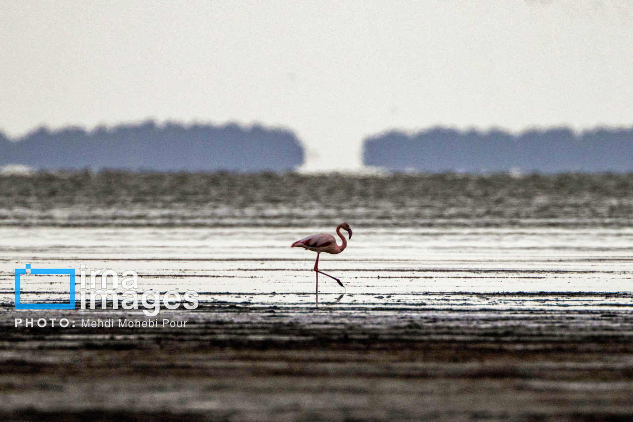 پرندگان مهاجر