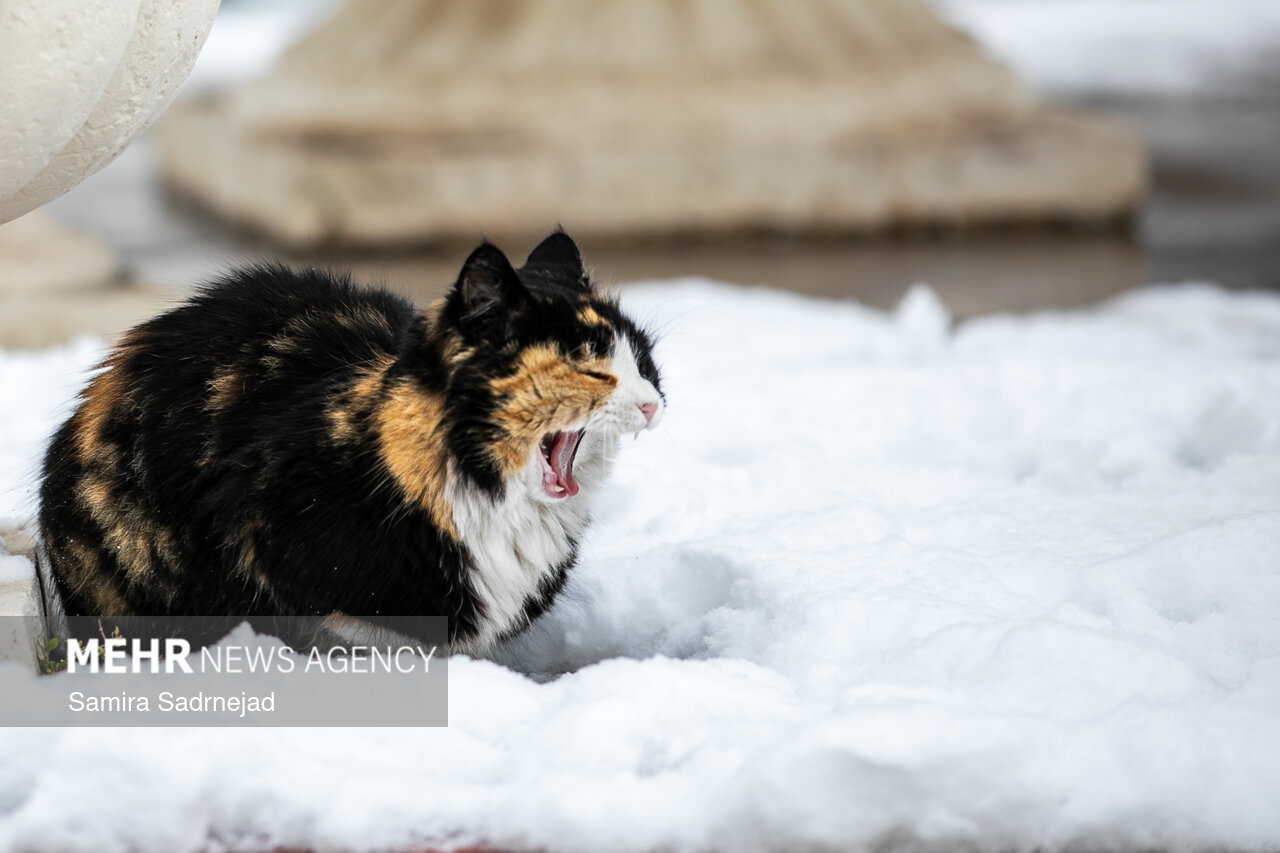 بارش برف در تهران