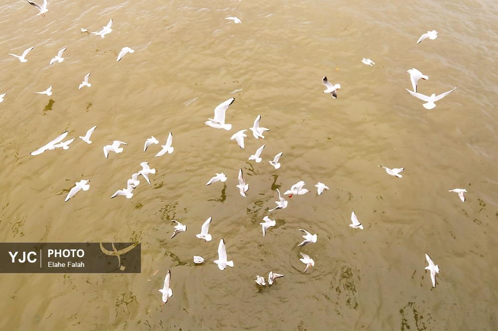 کاکایی های بندرانزلی