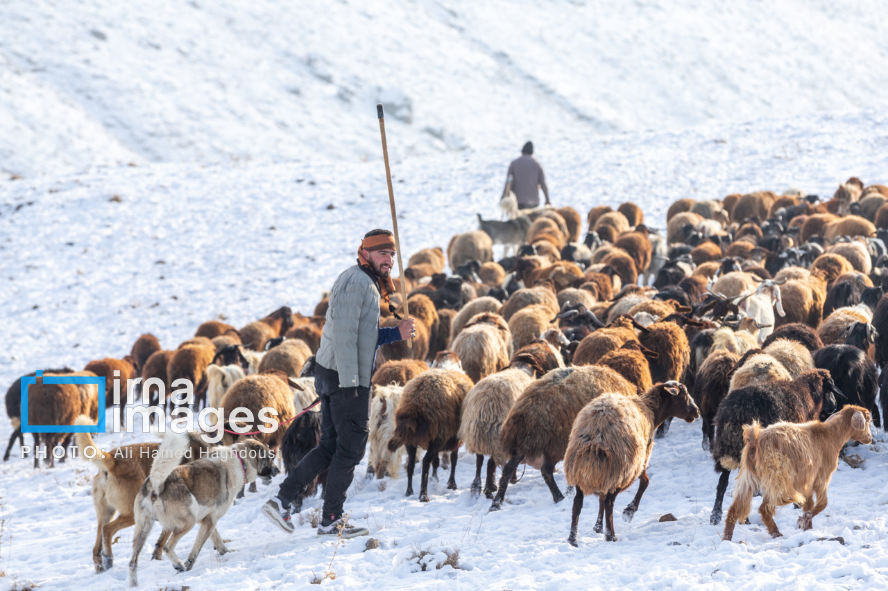 سهند سپیدپوش