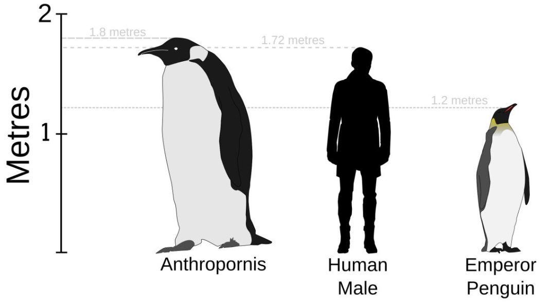 پنگوئن غول‌پیکر ۱۶۰ کیلویی با ۲ متر قد/ عکس