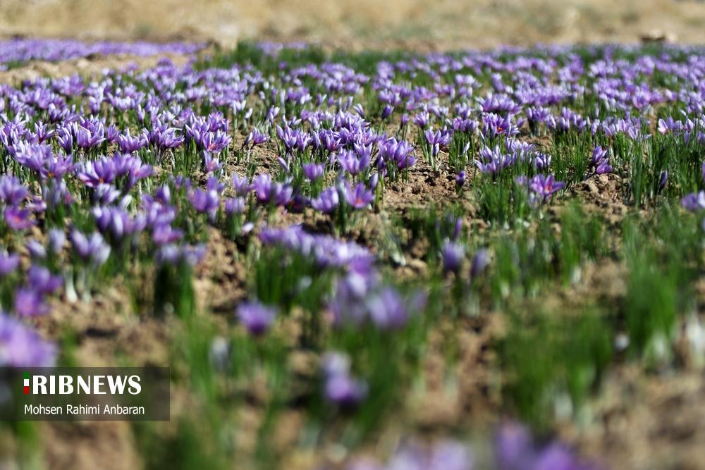 تصاویر | برداشت طلای سرخ در مزارع 4