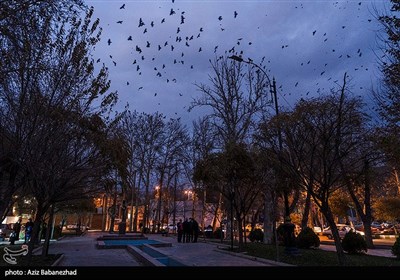 کلاغ ها در خرم آباد