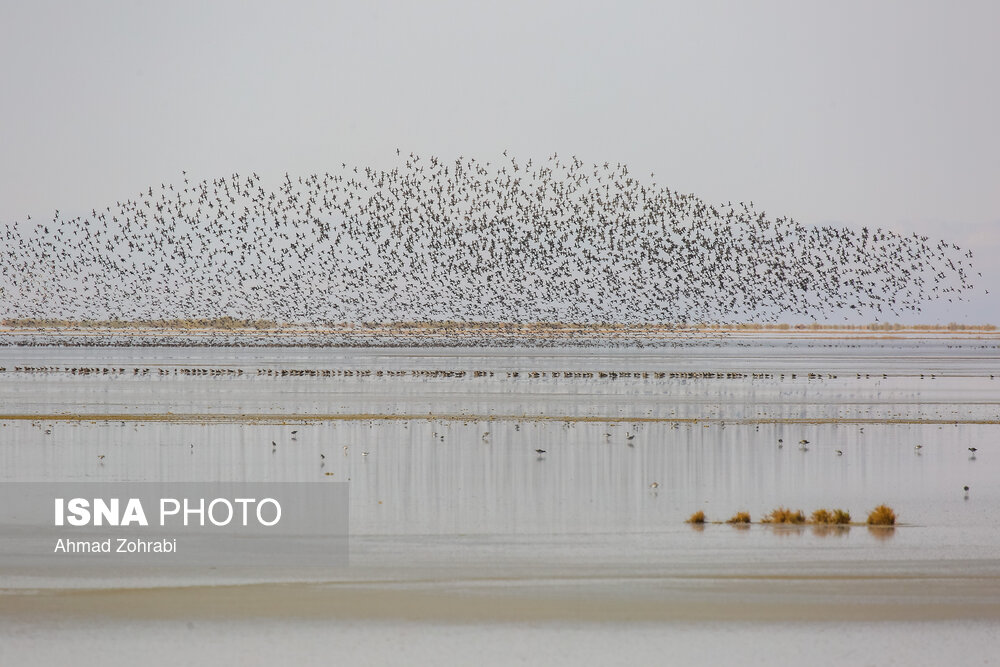 سرشماری پرندگان