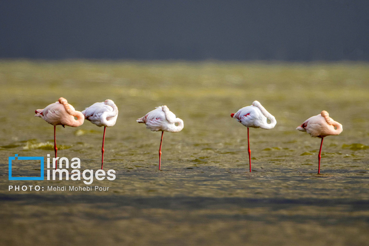 پرندگان مهاجر