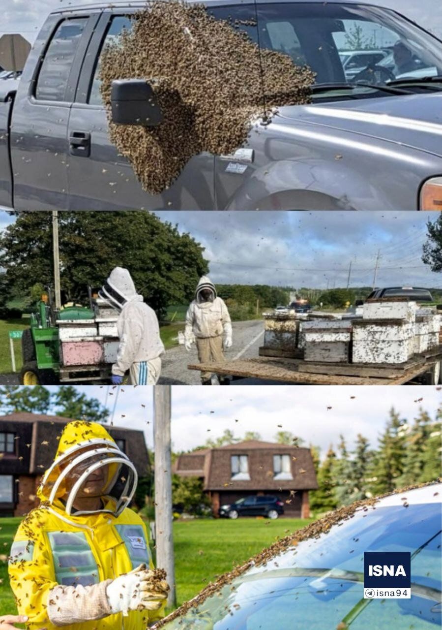 فرار میلیون‌ها زنبور عسل از یک کامیون/ عکس