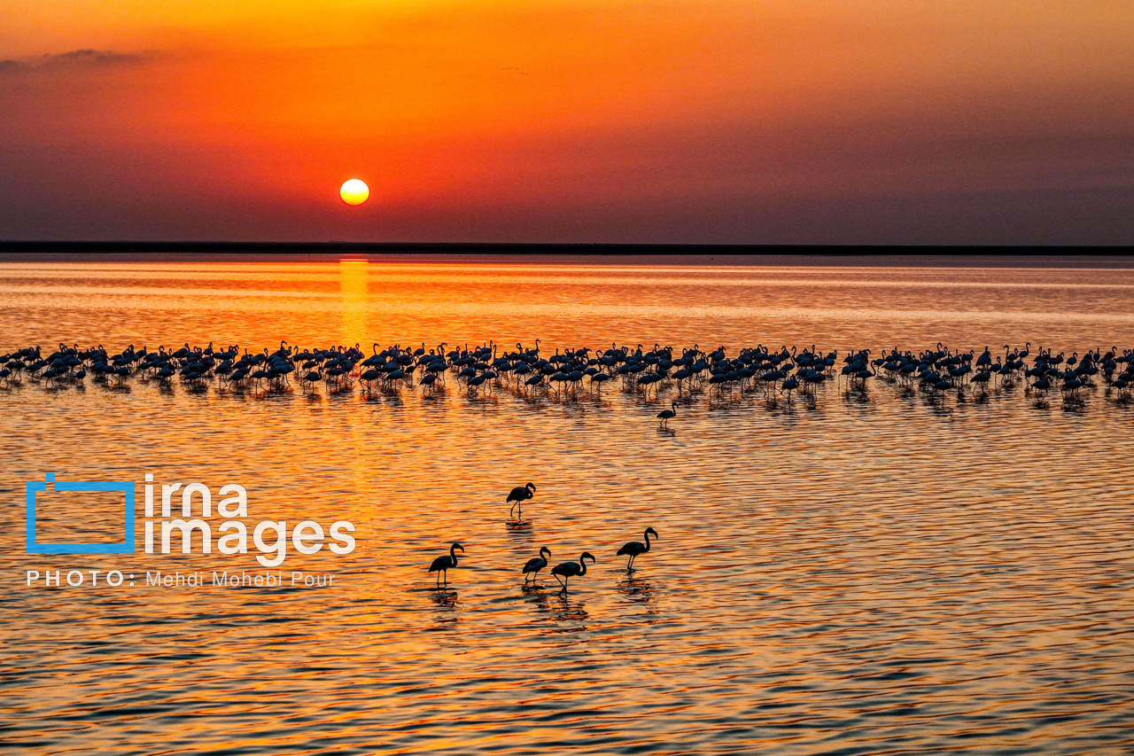 پرندگان مهاجر