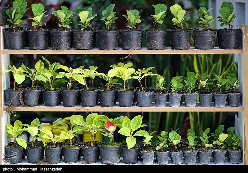 نمایشگاه گل و گیاه