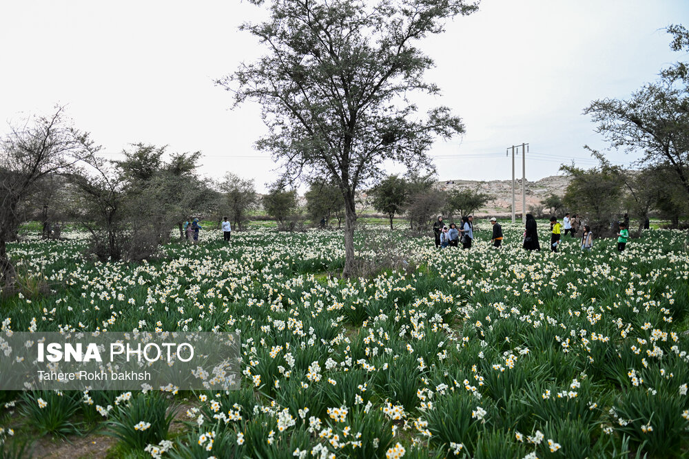 جشنواره گل نرگس