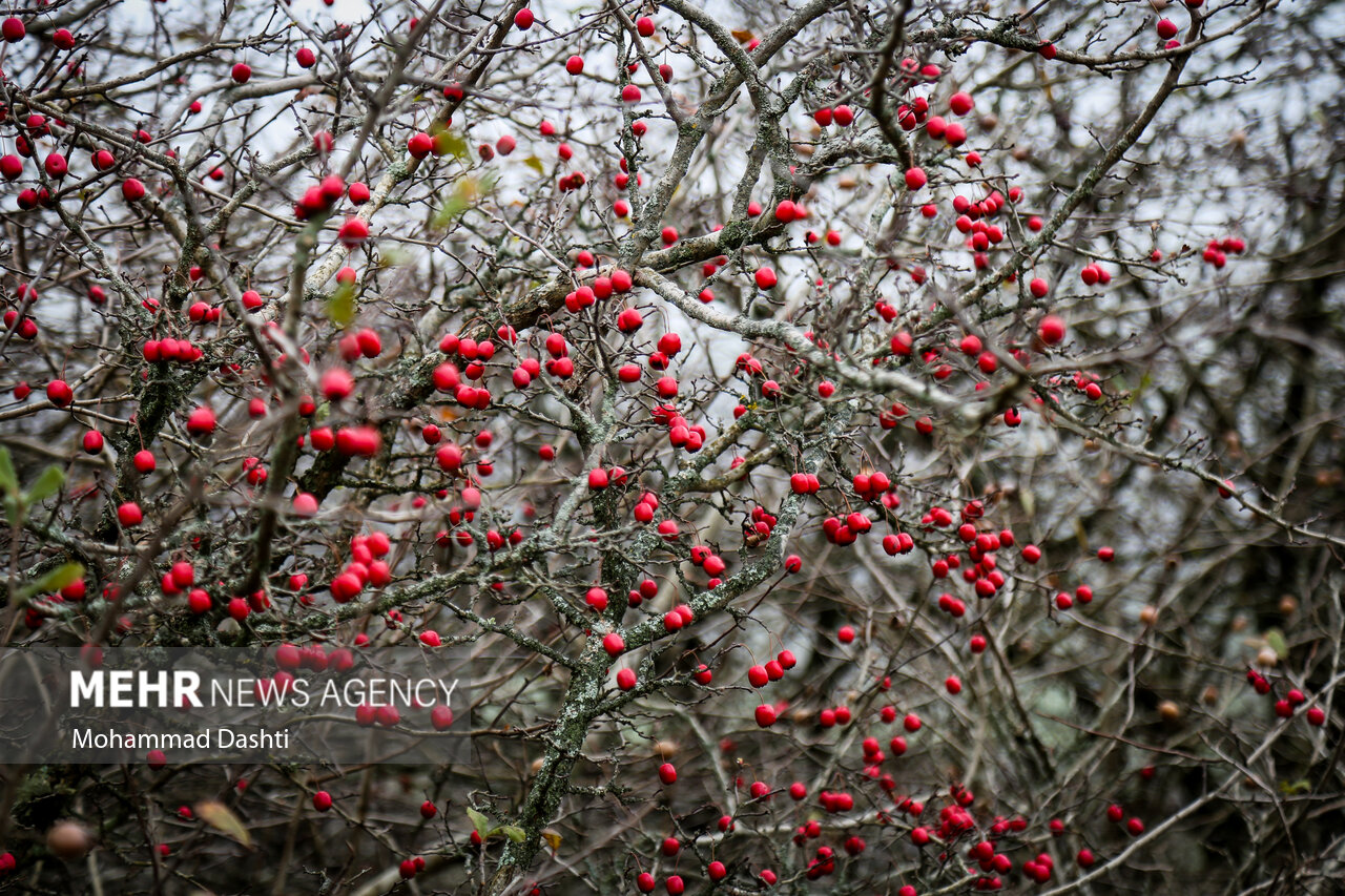 جنگل فندقلو