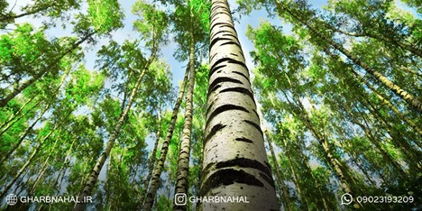 نهالستان غرب نهال به شما کمک می‌کند باغی رویایی بسازید