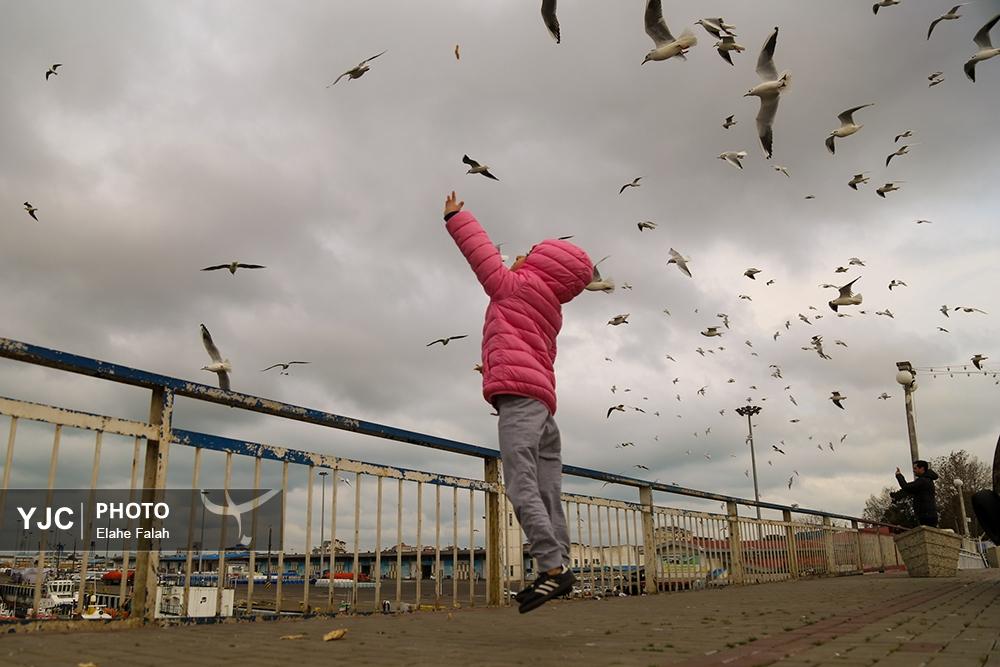 کاکایی های بندرانزلی