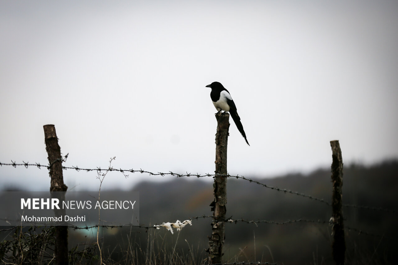 جنگل فندقلو