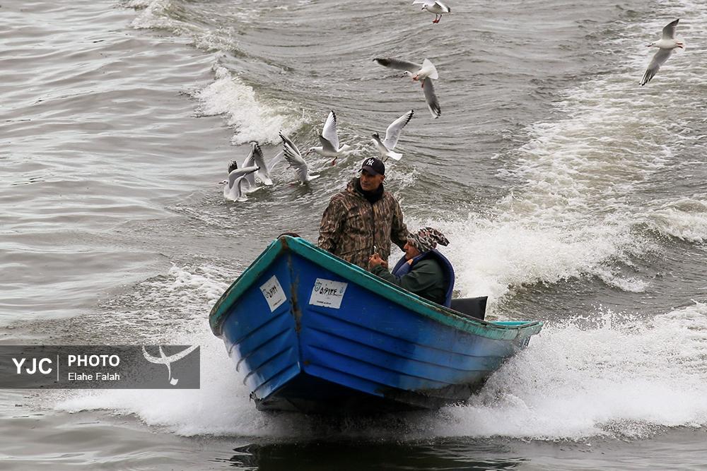 کاکایی های بندرانزلی