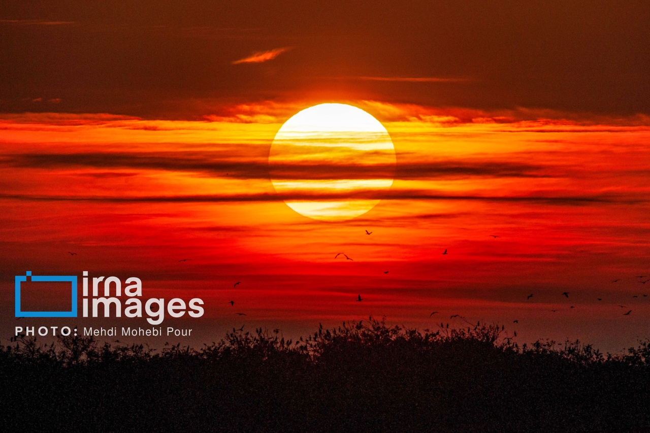 پرندگان مهاجر