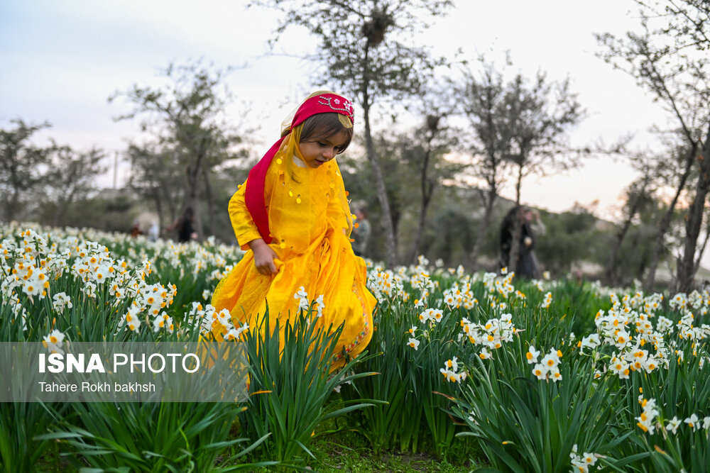 جشنواره گل نرگس