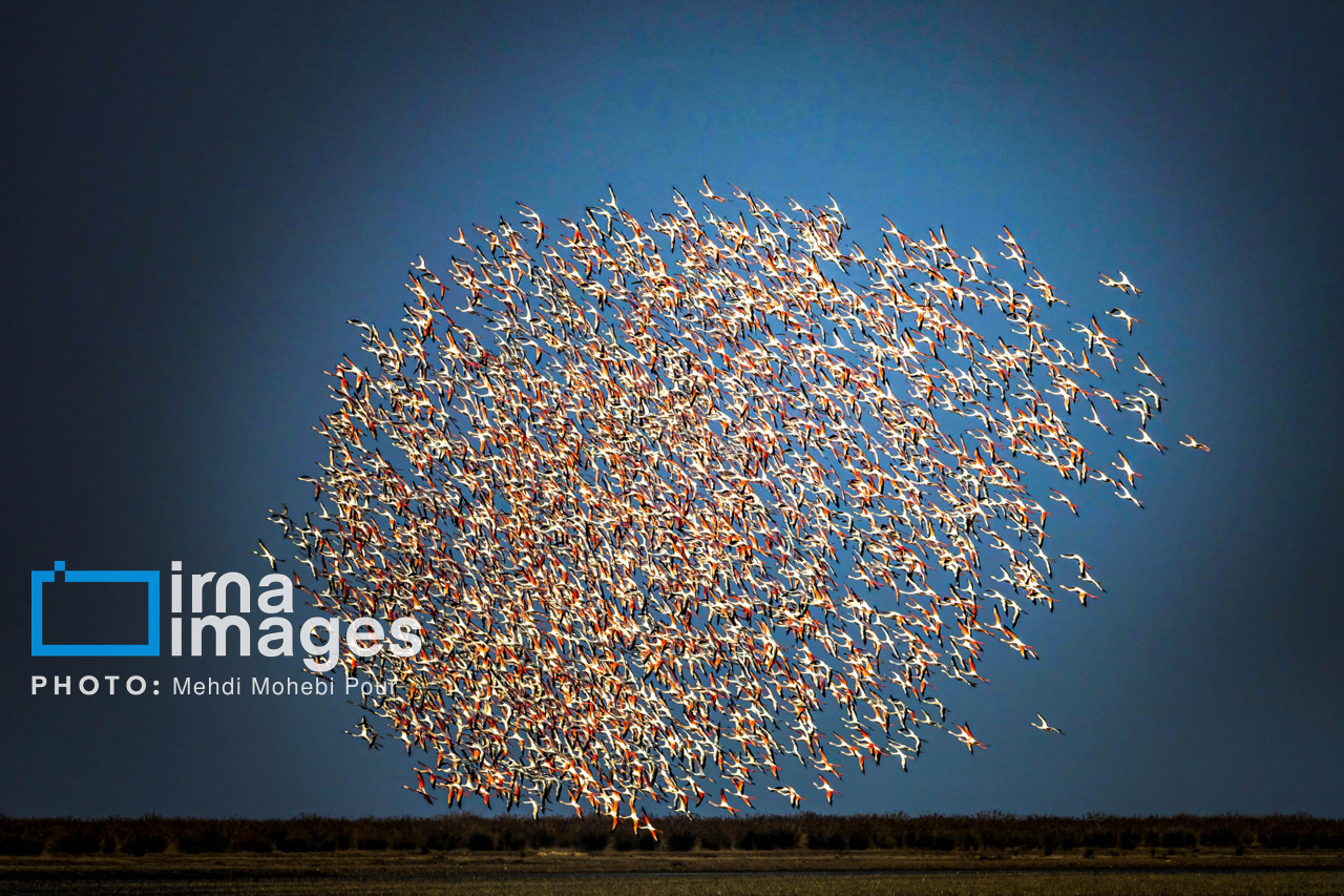 پرندگان مهاجر