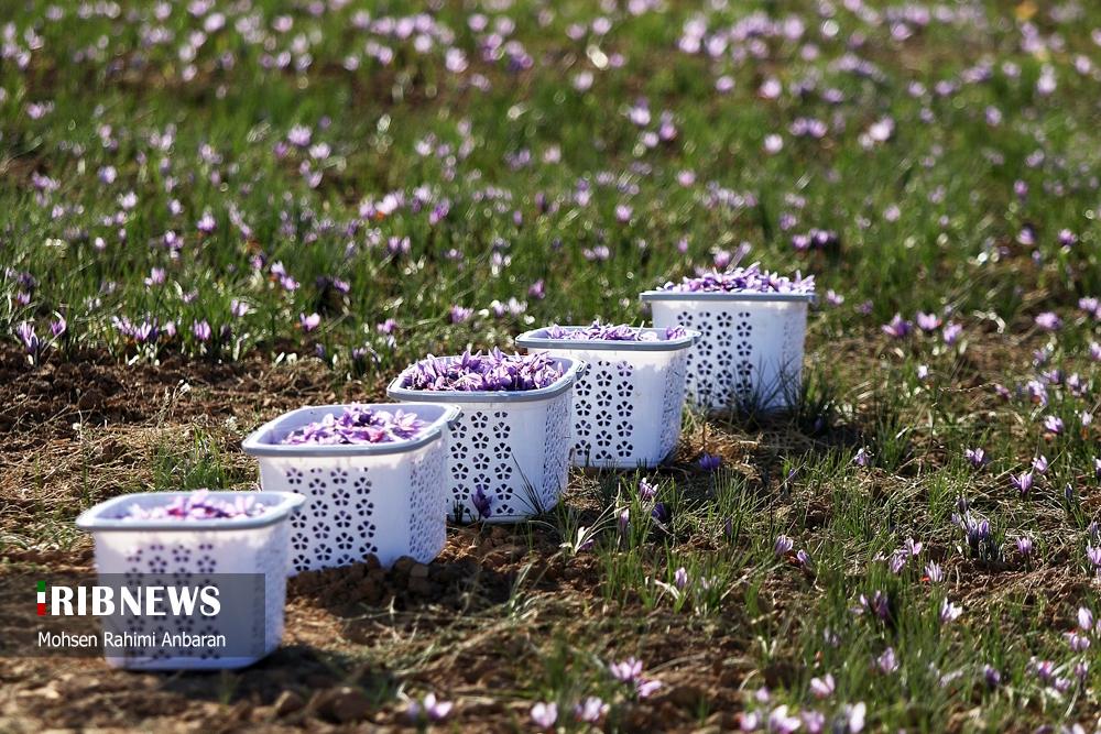 تصاویر | برداشت طلای سرخ در مزارع 7