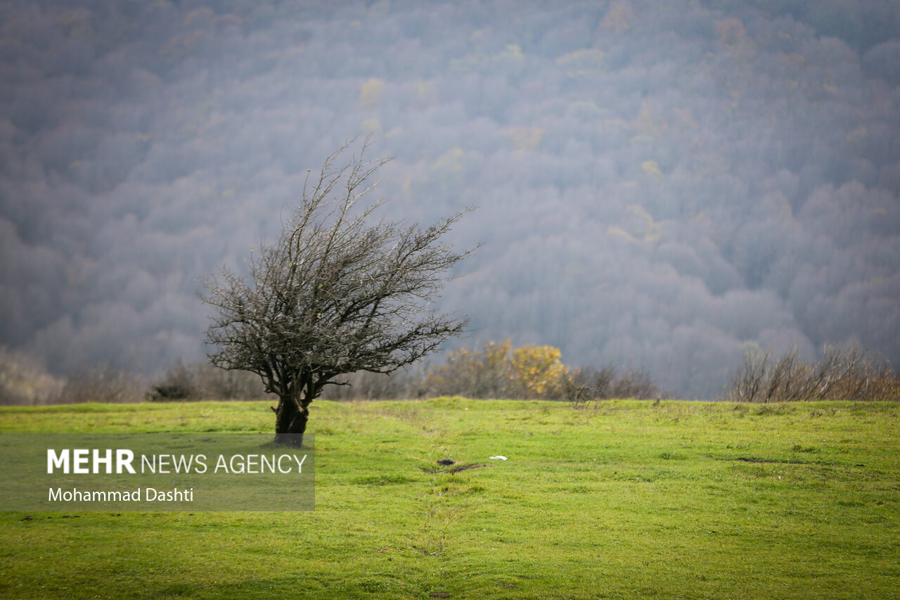 جنگل فندقلو